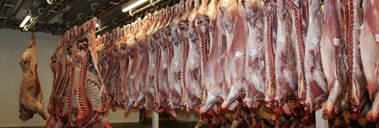 Fleisch