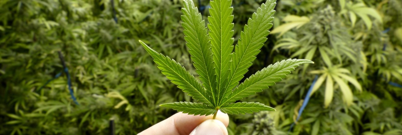 Nahaufnahme eines Hanfblattes in einer Hand vor einem Feld von Hanfpflanzen © iStock/OpenRangeStock