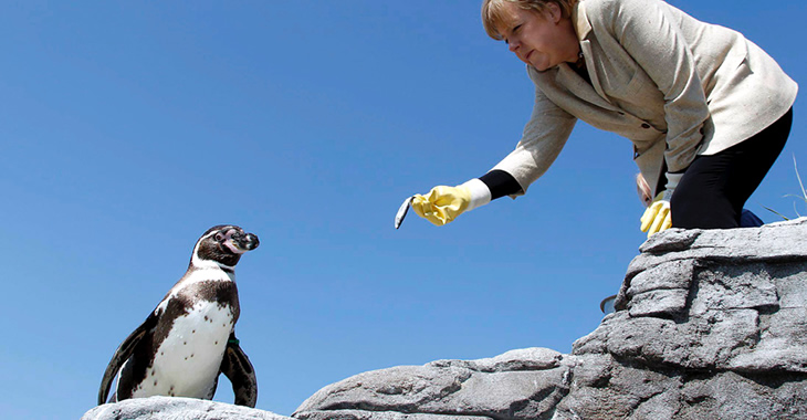 Angela Merkel trägt gelbe Gumminhandschuhe und streckt einem Pinguin einen Fisch hin © ddp images Angela Merkel trägt gelbe Gumminhandschuhe und streckt einem Pinguin einen Fisch hin © ddp images