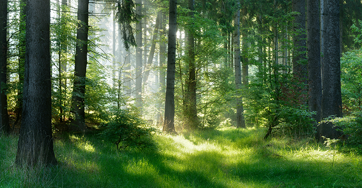 Waldlichtung im Sonnenschein | Foto: © istock.com/AVTG Waldlichtung im Sonnenschein | Foto: © istock.com/AVTG
