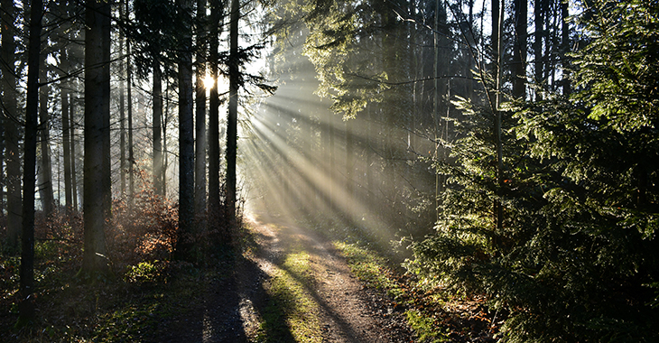Sonnenstrahlen brechen sich an Bäumen © istockphoto.com / AufziehGeist Sonnenstrahlen brechen sich an Bäumen