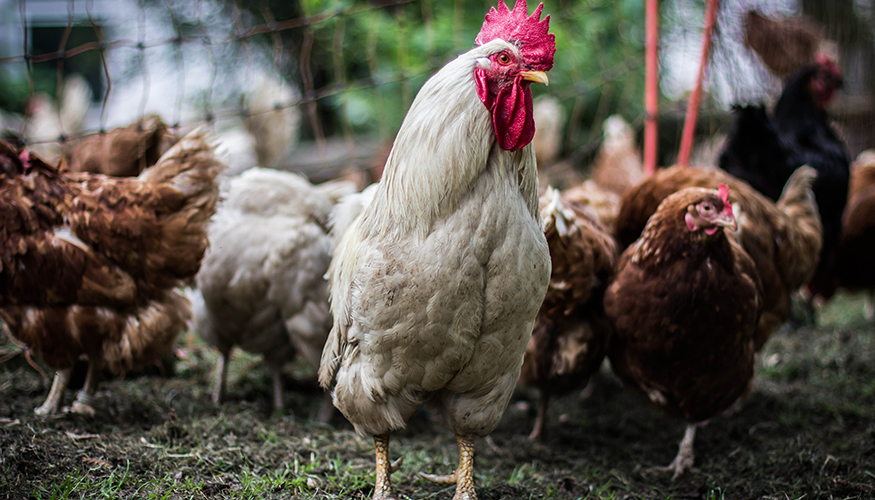 Huhn Hahn Geflügel Bruderhahn | Foto: Flickr.com/Christian Skubich (CC BY 2.0) Huhn Hahn Geflügel Bruderhahn | Foto: Flickr.com/Christian Skubich (CC BY 2.0)